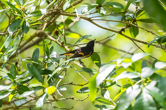 American redstart KAC1766