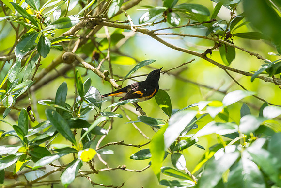 American redstart KAC1767