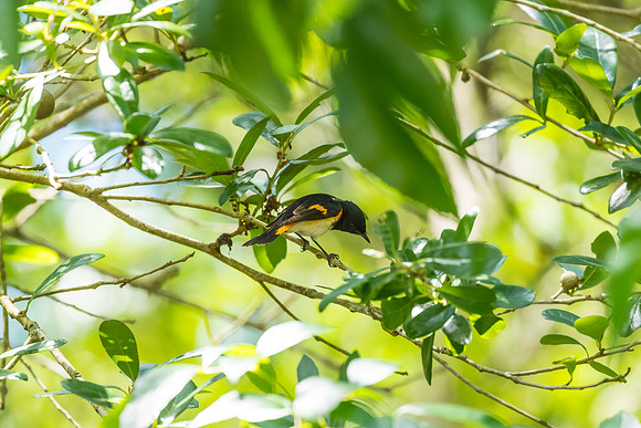 American redstart KAC1769