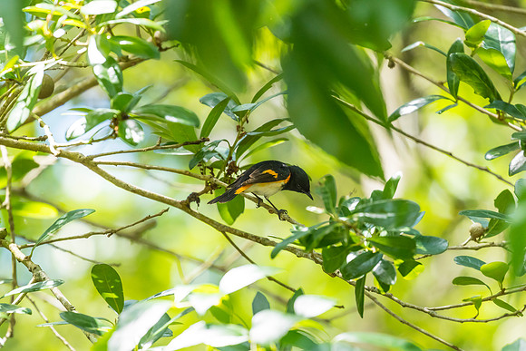 American redstart KAC1770