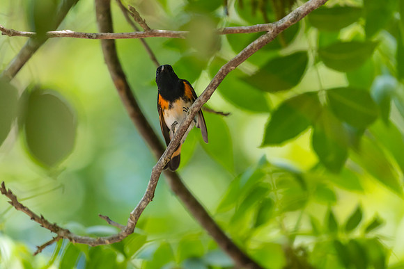 American redstart KAC1771
