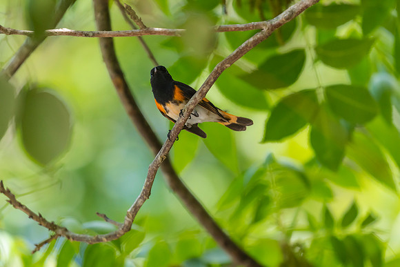 American redstart KAC1772