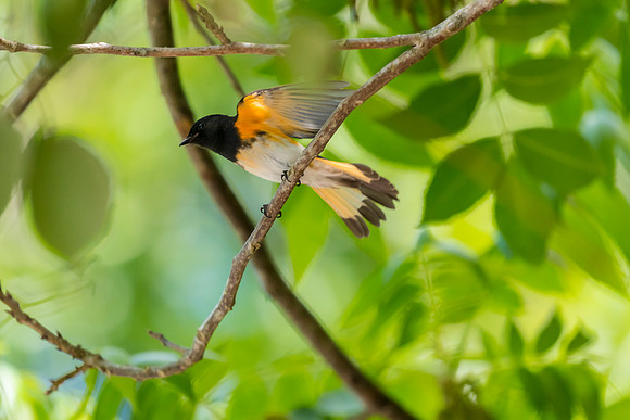 American redstart KAC1773
