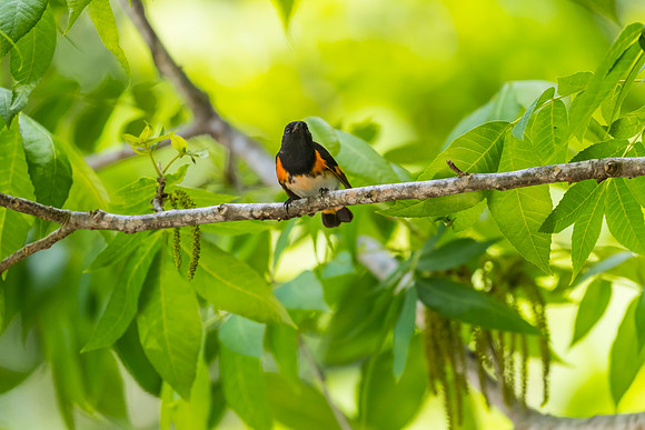 American redstart KAC1774