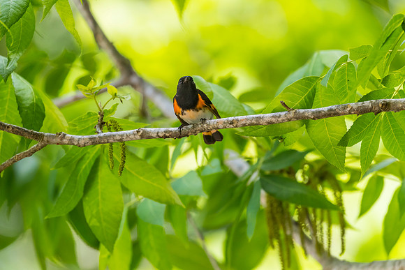 American redstart KAC1775