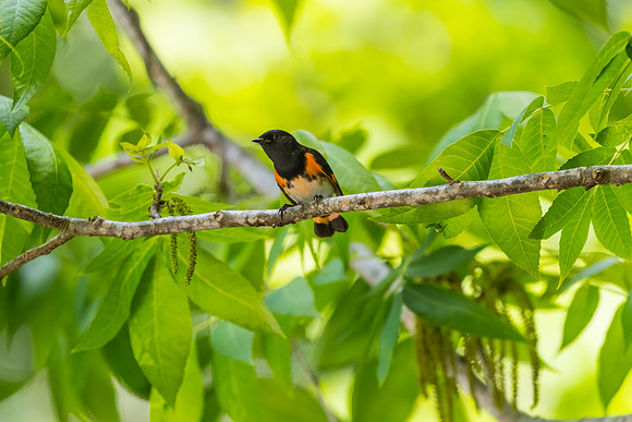 American redstart KAC1776