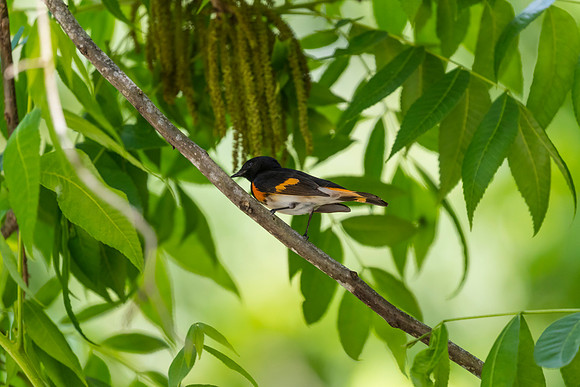 American redstart KAC1781