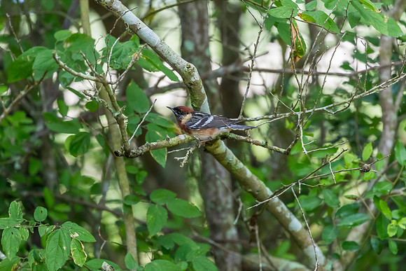 Bay-breasted warbler KAC1710