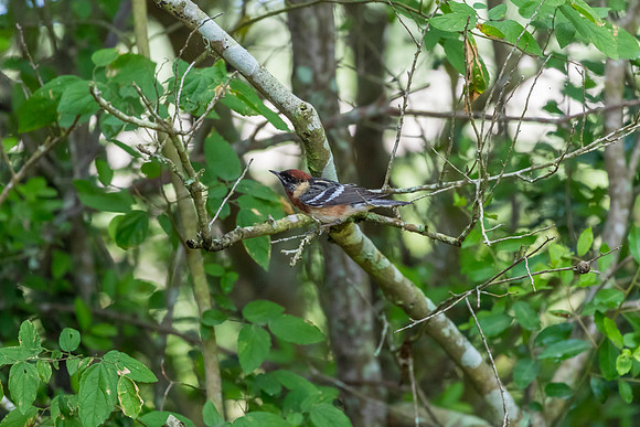 Bay-breasted warbler KAC1711