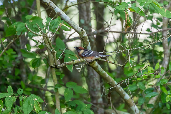 Bay-breasted warbler KAC1712