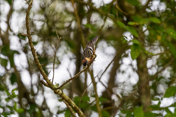 Bay-breasted warbler KAC1713