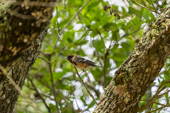 Bay-breasted warbler KAC1715