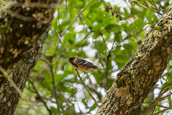 Bay-breasted warbler KAC1716