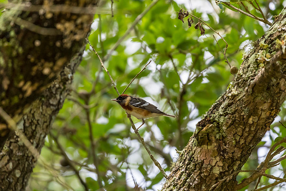 Bay-breasted warbler KAC1717