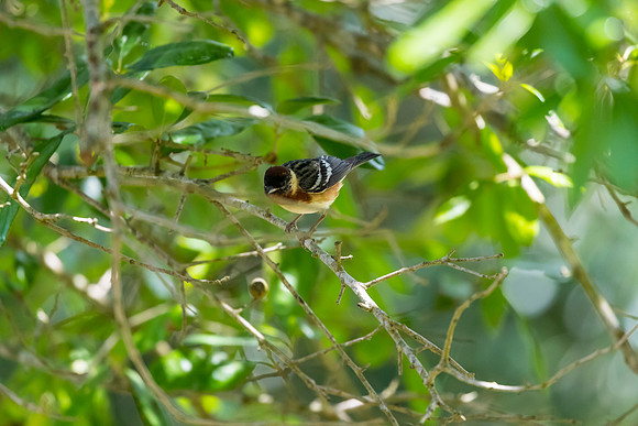 Bay-breasted warbler KAC1720