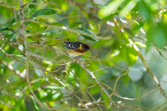 Bay-breasted warbler KAC1722