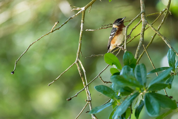 Bay-breasted warbler KAC1727