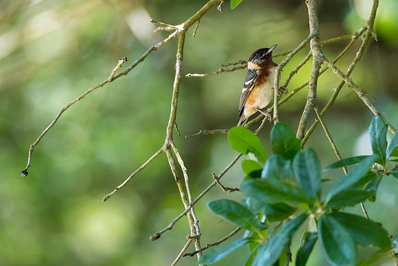 Bay-breasted warbler KAC1728