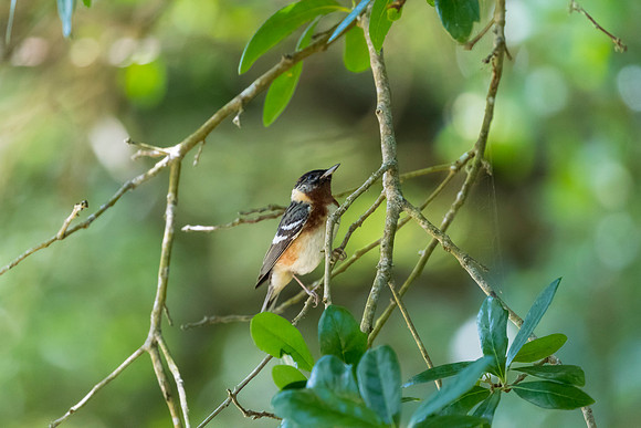 Bay-breasted warbler KAC1731