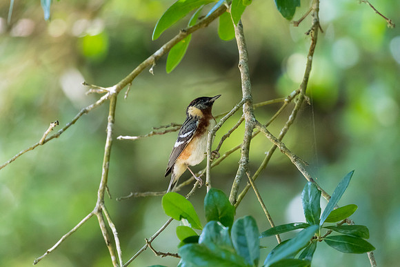 Bay-breasted warbler KAC1732