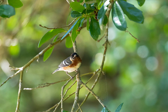 Bay-breasted warbler KAC1734