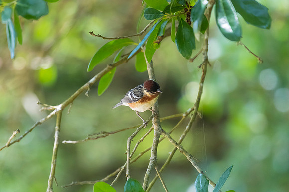 Bay-breasted warbler KAC1737