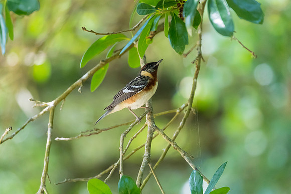 Bay-breasted warbler KAC1740