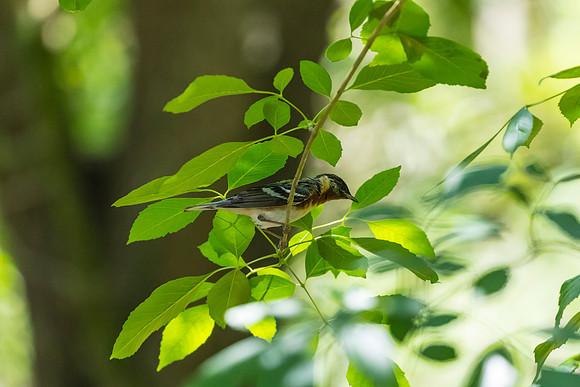 Bay-breasted warbler KAC1741