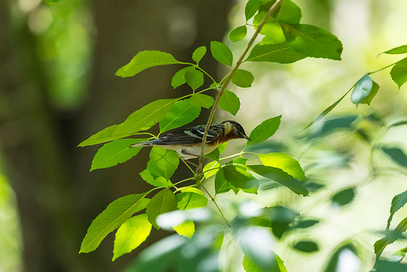 Bay-breasted warbler KAC1742
