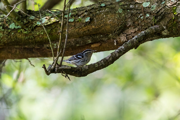 Black-and-white warbler KAC1626