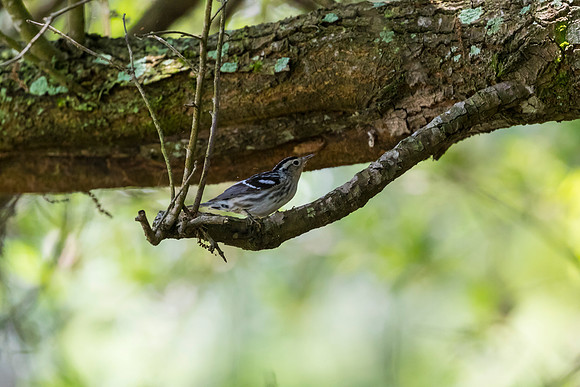 Black-and-white warbler KAC1628