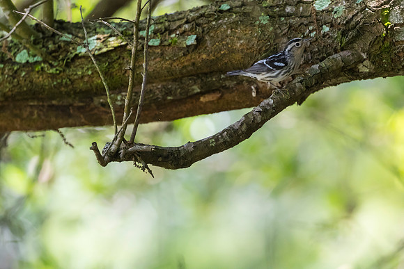 Black-and-white warbler KAC1630