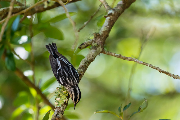 Black-and-white warbler KAC1631