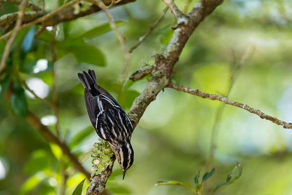 Black-and-white warbler KAC1632