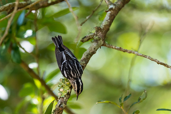 Black-and-white warbler KAC1633