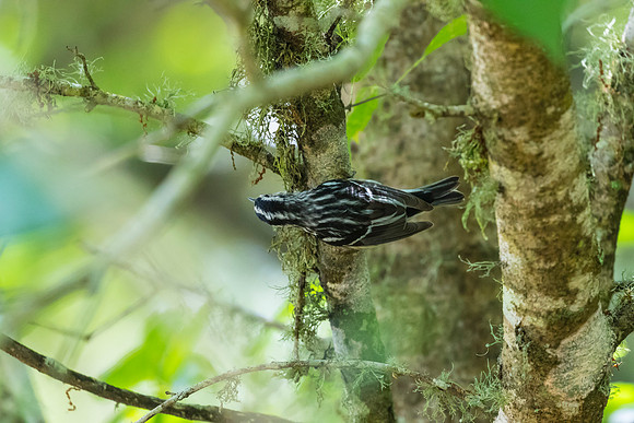 Black-and-white warbler KAC1638