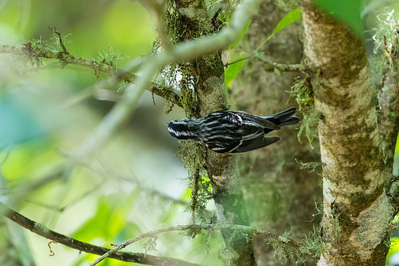 Black-and-white warbler KAC1639