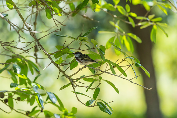Chestnut-sided warbler KAC1719