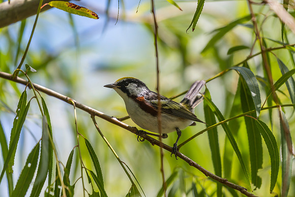 Chestnut-sided warbler KAC1793