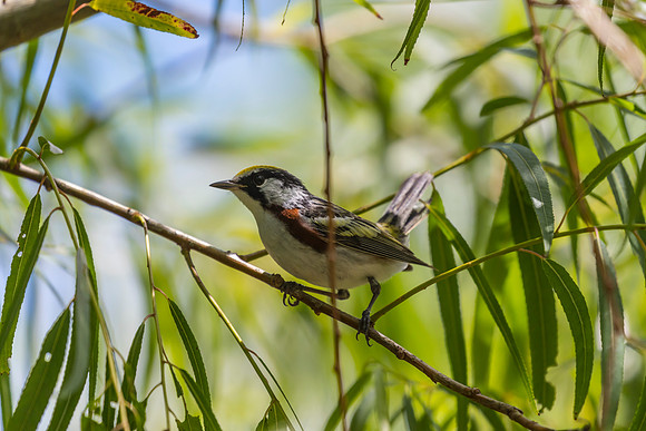 Chestnut-sided warbler KAC1794