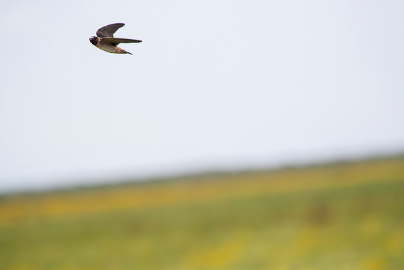 Cliff swallow KAC1653