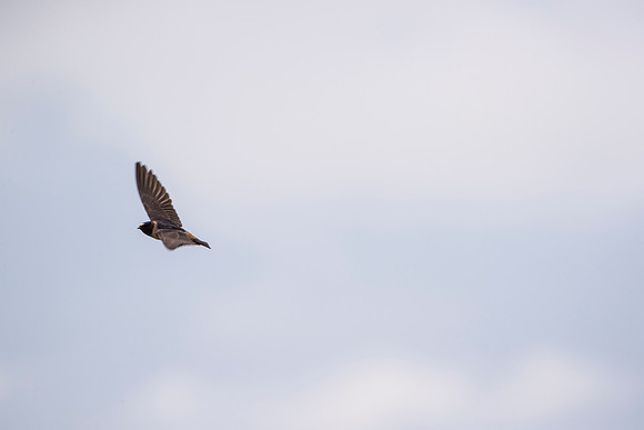 Cliff swallow KAC1655