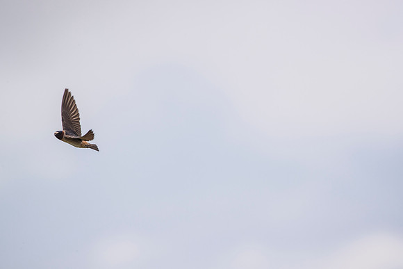 Cliff swallow KAC1656