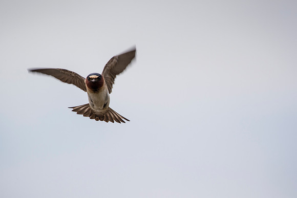 Cliff swallow KAC1657