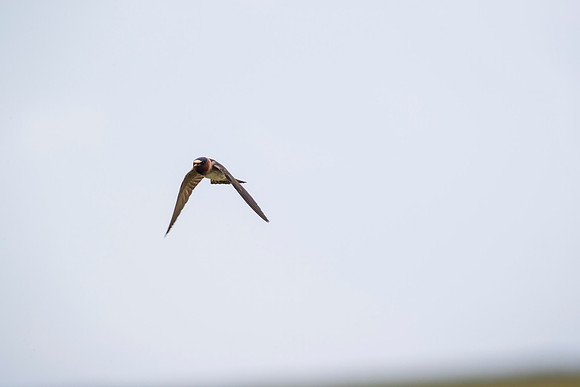 Cliff swallow KAC1658