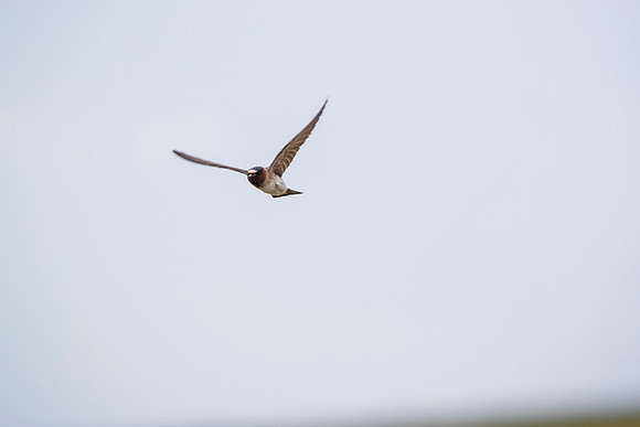 Cliff swallow KAC1659