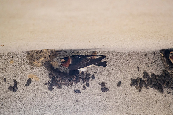 Cliff swallow KAC1660
