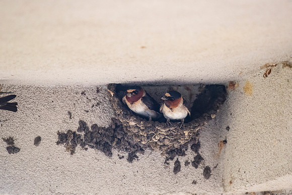 Cliff swallow KAC1663