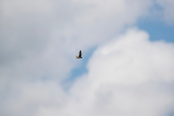 Cliff swallow KAC1669