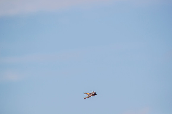 Cliff swallow KAC1675